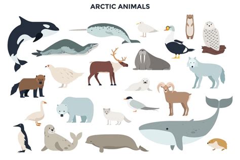 Polar Habitat Animals