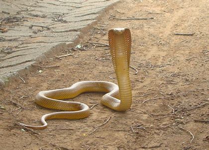 Cape Cobra Facts and Pictures | Reptile Fact