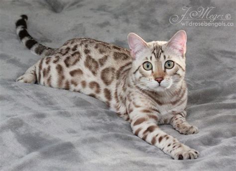 Pin on Cat | Bengal cat kitten, Bengal cat, White bengal cat