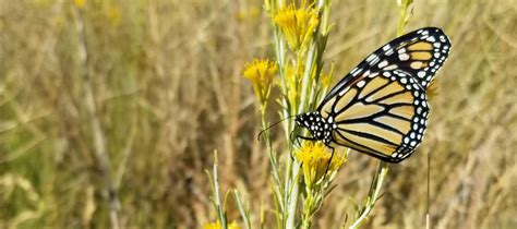 Western Monarch Conservation | Xerces Society