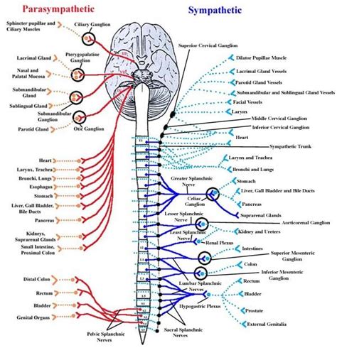 Consciousness and Alchemy | Nervous system anatomy, Peripheral nervous system, Parasympathetic ...