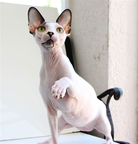 Persian Cat Hairless - Pets Lovers