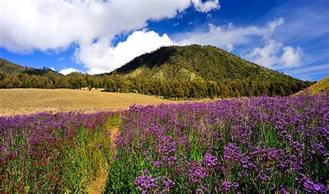 Oro-Oro Ombo Garden in Semeru Mountain, East Province - Indonesia