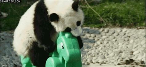 Clumsy Animals (29 gifs) - Izismile.com