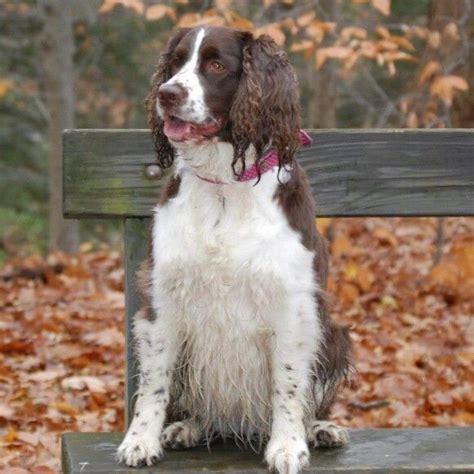 Benches are for special springerd | Springer spaniel, Springer spaniel puppies, Clumber spaniel