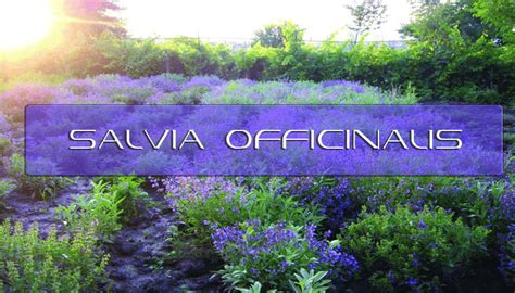 Benefits of Salvia Officinalis | Interstellar Blends | Activate Your ...