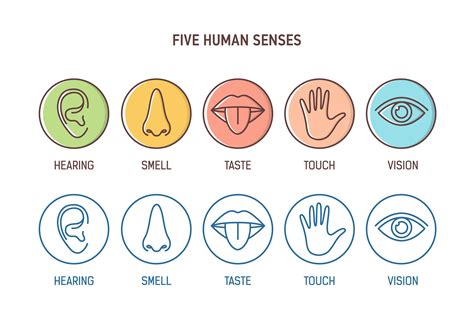 Five human senses