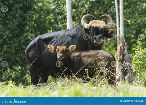 Malayan Gaur stock photo. Image of muscle, dangerous - 59288908