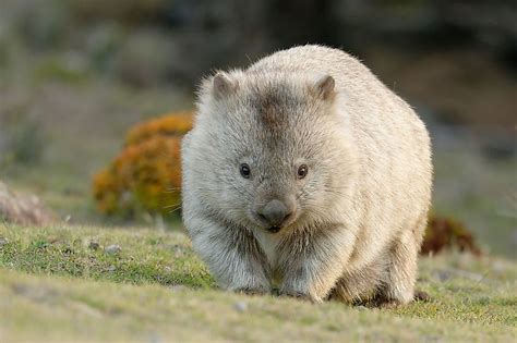 Are Marsupials Mammals? - WorldAtlas