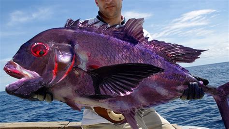 SV The most unique fish species on the planet with vibrant, attractive colors captivate ...