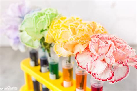 🌺 Color-Changing Flowers - Capillary Action Science Experiment