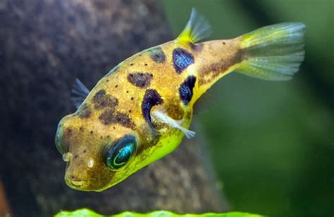 A Care Guide for Pea Puffers - FishLab.com