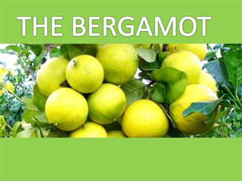 The benefits of the bergamot