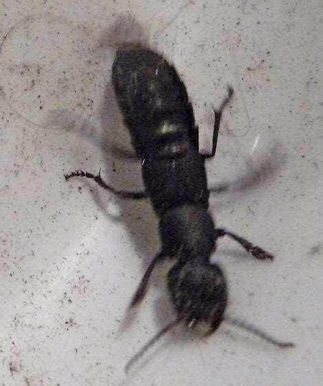 Big Black Ant Looking Beetle / Tonasket wa date do ants paralyze their quarry, or would this one ...