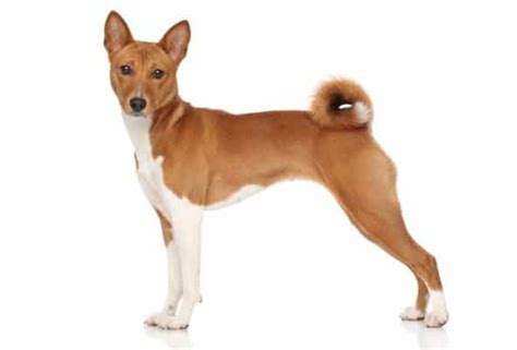 Basenji Progression: Growth Chart, Milestones, and Training Tips