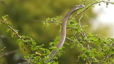 Mongoose Attacks World's Most Feared Snake