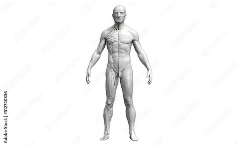 Human body anatomy of a man in a front view isolated in white ...