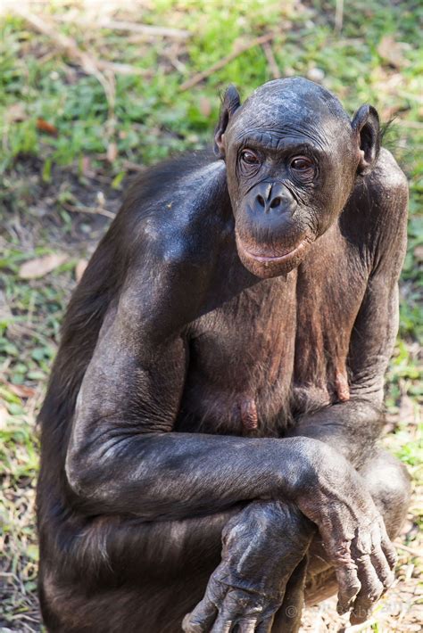 Bonobo at the Jacksonville Zoo Jacksonville Zoo, Bonobo, Great Ape, Summer Bucket Lists, Zoo ...