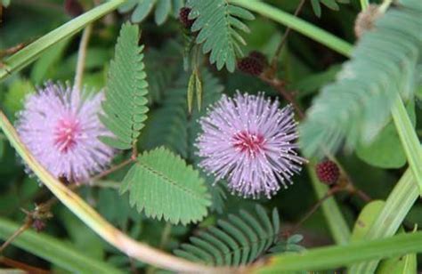 Mimosa Hostilis: Benefits, Side-effects, Dosage & Legality