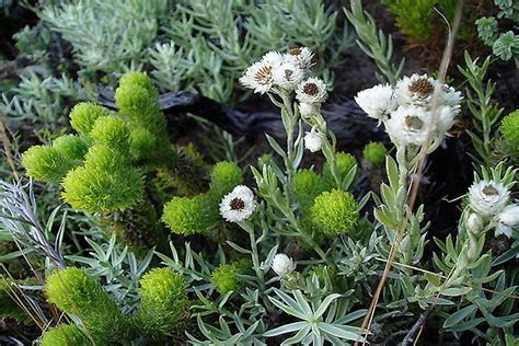 The Biodiversity Hotspot Of The Cape Floristic Region, South Africa ...