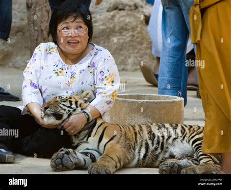 Tiger Temple near Kanchanaburi Thailand Stock Photo - Alamy