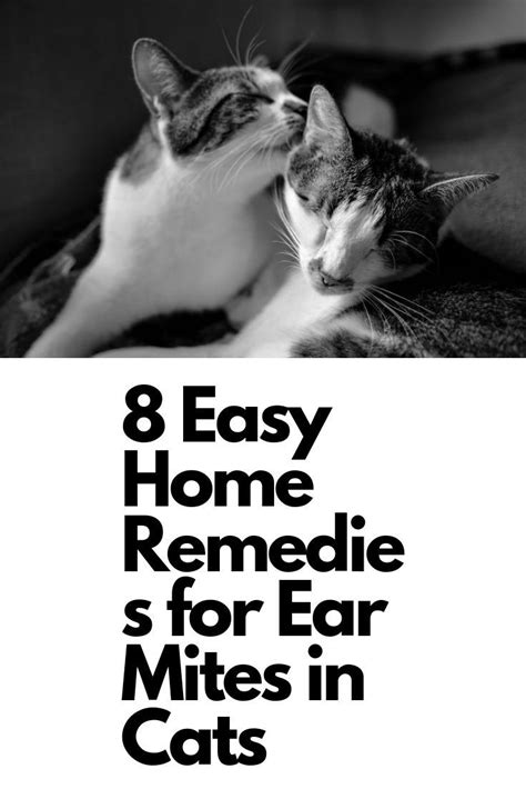 How To Clean A Cats Ears With Home Remedies - GESTUHS