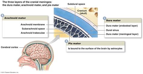 The three layers of the cranial meninges | Anatomia veterinaria, Anatomía, Veterinaria