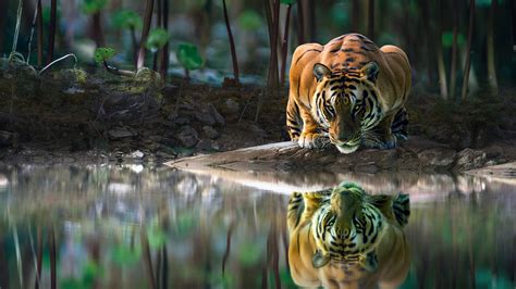 Tiger Drinking Water Hd - 3840x2160 Wallpaper - teahub.io