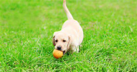 When Should You Start Training Your Lab Puppy? | Puplore