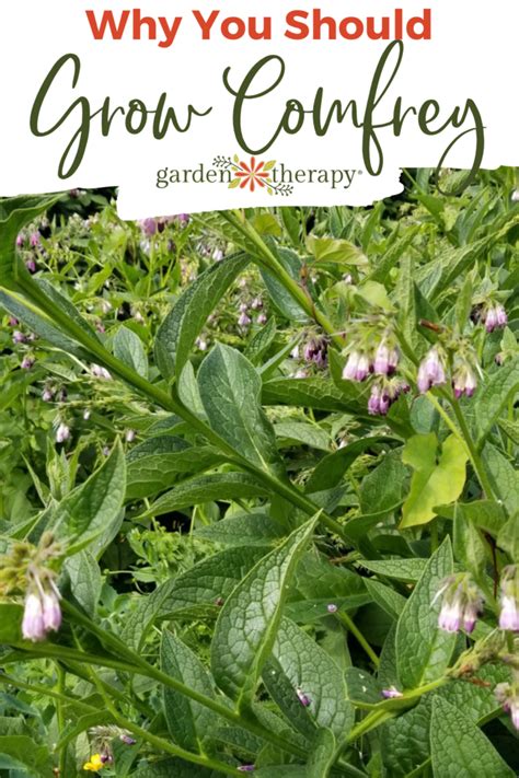 The Surprising Case for Growing Comfrey in Your Garden - Garden Therapy