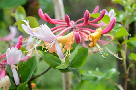 Lonicera periclymenum (Honeysuckle) - BBC Gardeners World Magazine