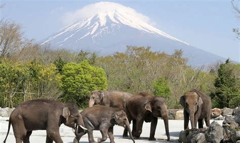 日本山梨富士山｜富士野生動物園・御殿場 Outlet 巴士一日遊｜東京市區出發 - KKday