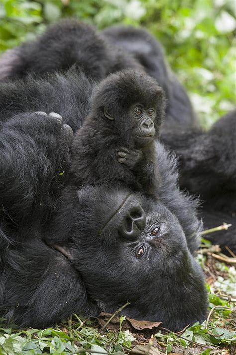 Mountain Gorilla Baby Playing Photograph by Suzi Eszterhas | Fine Art ...