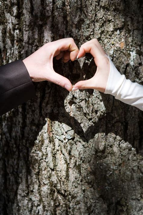 Two Hands Forming a Heart Shape Around a Tree Stock Photo - Image of organic, agriculture: 35691274