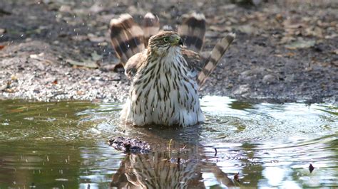 Cooper’s Hawk – Behavior – Brian Rusnica