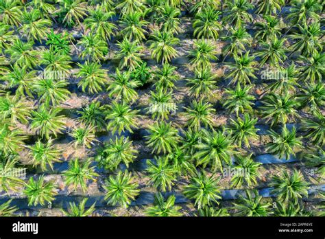 Aerial view of Coconut palm trees plantation Stock Photo - Alamy