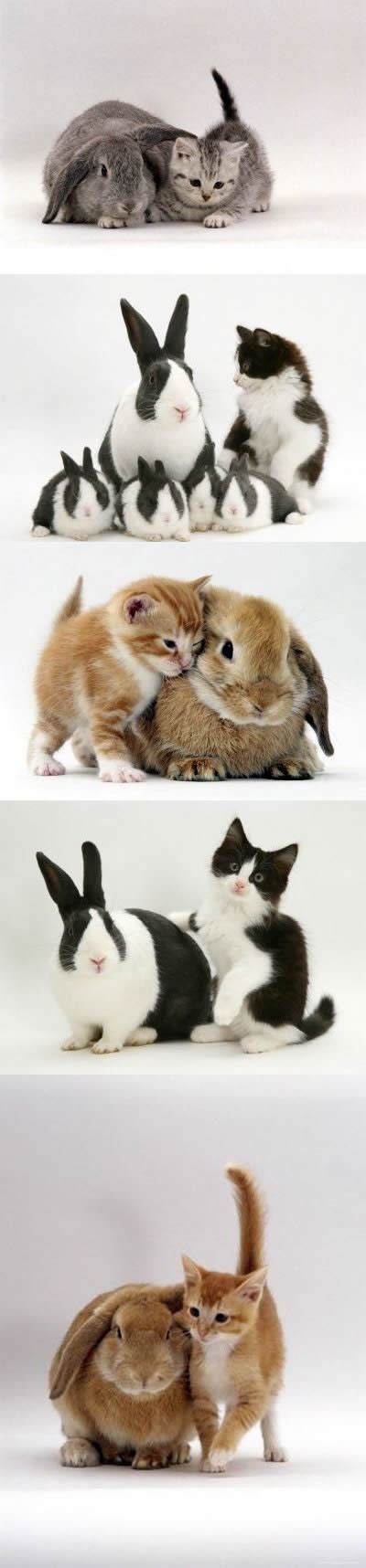 17 Best images about x BUNNIES AND FRIENDS x on Pinterest | Friendship ...