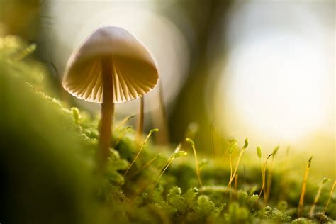 Free Images : nature, grass, light, sun, sunlight, morning, leaf, flower, green, autumn, botany ...