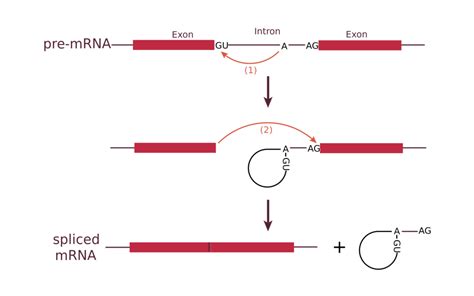 Splicing (genética): en qué consiste, tipos - Lifeder