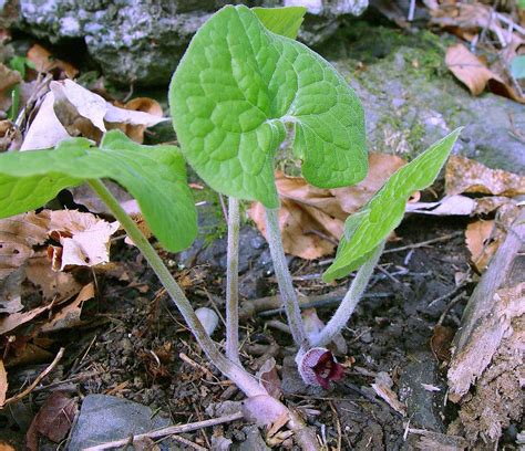 Wild Ginger - Maine Native Plants