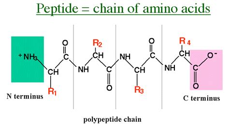 What Are Peptides? | Healthcare-Online