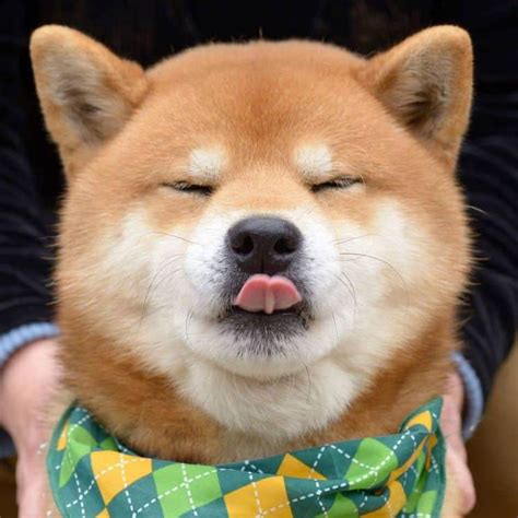 Ryuji is an Adorable Shiba Inu Puppy Who's Taking Over the Instagram