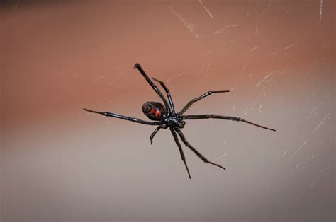 Black Widow Spider – Telegraph