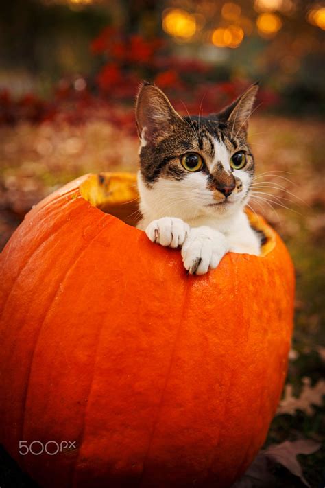 Pumpkin Cat - null | Kittens cutest, Cute animals, Cute cats