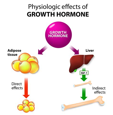 Animal Growth Hormones - Biology Online Tutorial