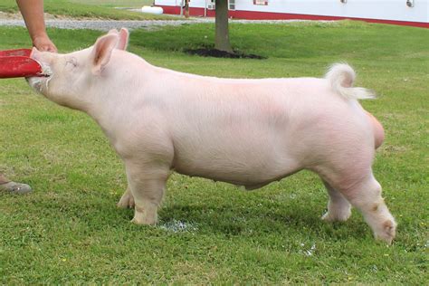 Shipley Swine Genetics - Details