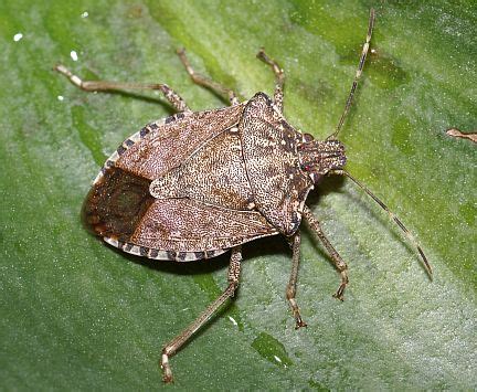 Insects of Alberta - Brown Marmorated Stink Bug, Yellow-Brown Stink Bug ...