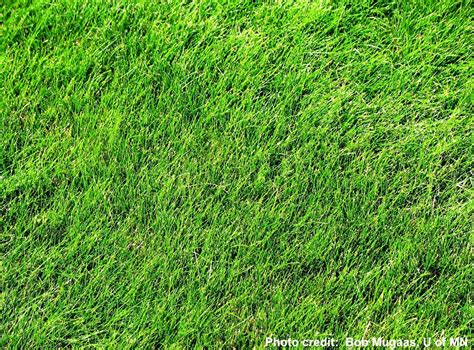 Common Name: Chewings Fescue Botanical Name: Festuca rubra subp. commutata Exposure: Tolerates ...