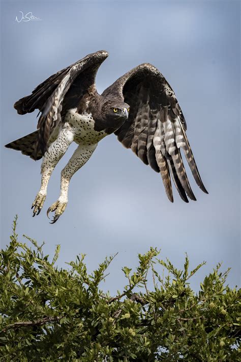 Martial Eagle by NiStar PS on 500px | Martial eagle, Bird species, Animals