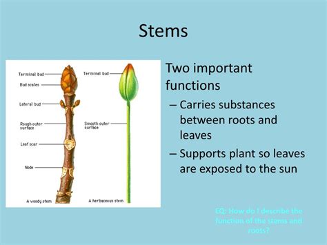 PPT - EQ: How do I describe the function of the stems and roots? PowerPoint Presentation - ID ...